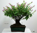 Cuphea Bonsai